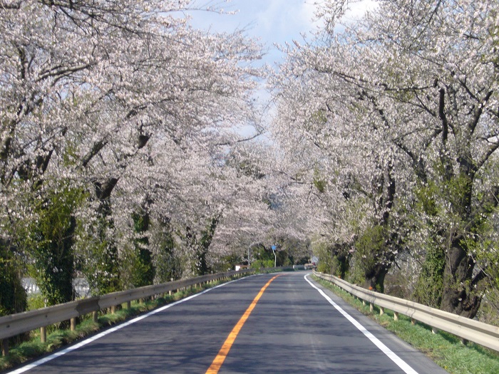 国道342号線の桜並木